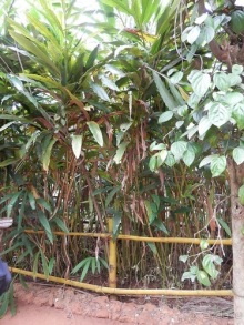 Шри-Ланка - Сад специй