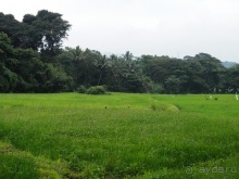 Шри-Ланка - Сад специй