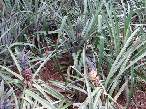 Шри-Ланка - Сад специй