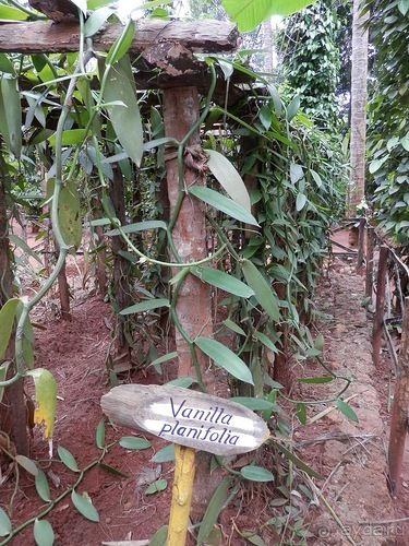 Шри-Ланка - Сад специй