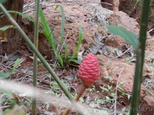 Шри-Ланка - Сад специй