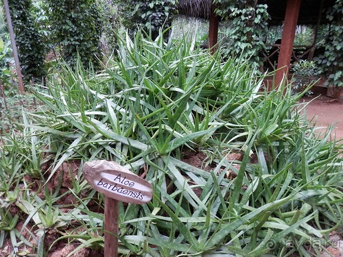 Шри-Ланка - Сад специй