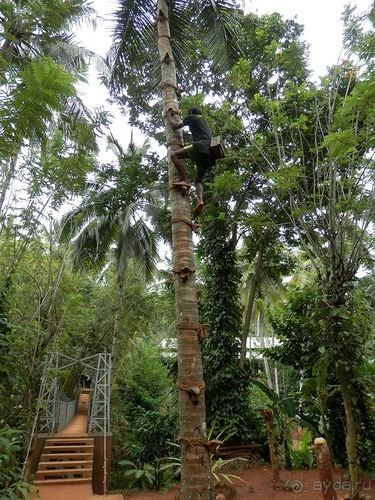 Шри-Ланка - Сад специй