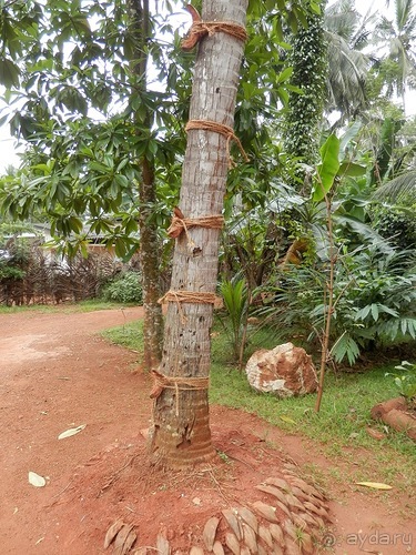 Шри-Ланка - Сад специй