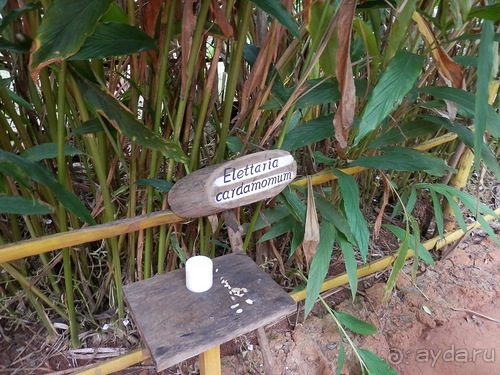 Шри-Ланка - Сад специй