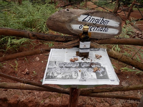 Шри-Ланка - Сад специй