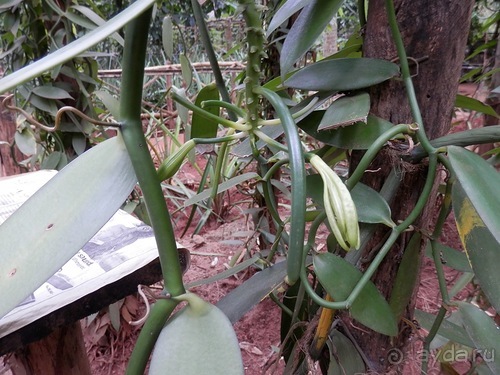 Шри-Ланка - Сад специй