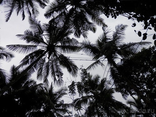 Шри-Ланка - Сад специй