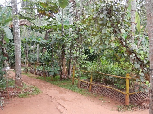 Шри-Ланка - Сад специй