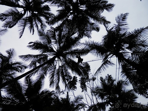 Шри-Ланка - Сад специй