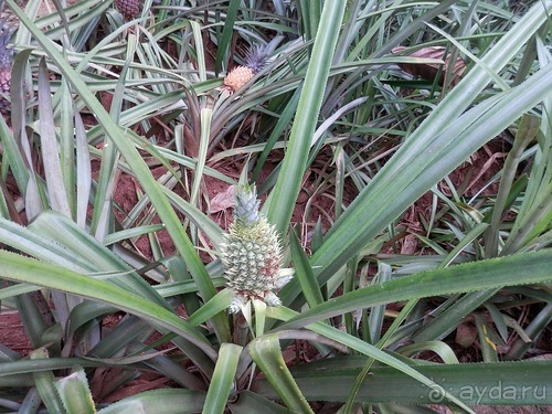 Шри-Ланка - Сад специй