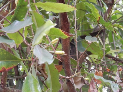 Шри-Ланка - Сад специй