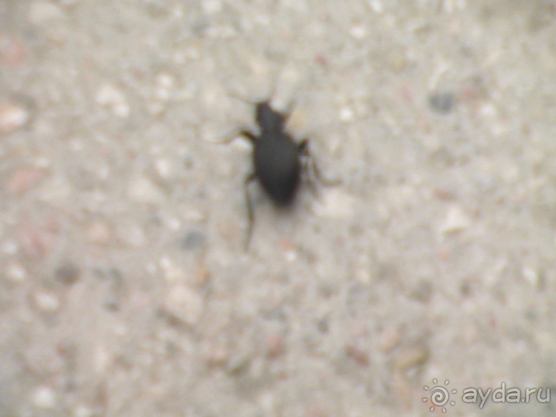 Бахчисарай