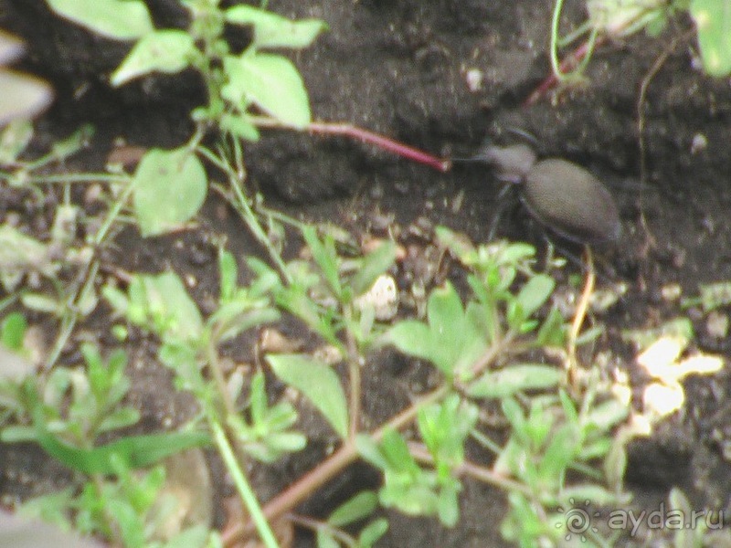 Бахчисарай