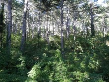 На лошади по окрестностям Ялты