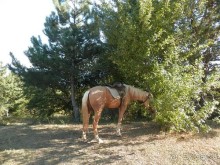 На лошади по окрестностям Ялты