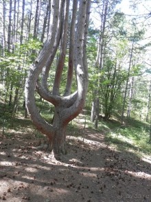 На лошади по окрестностям Ялты