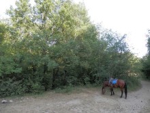 На лошади по окрестностям Ялты