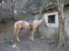 На лошади по окрестностям Ялты