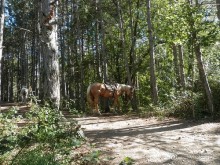На лошади по окрестностям Ялты