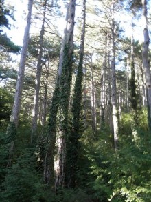 На лошади по окрестностям Ялты