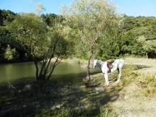 На лошади по окрестностям Ялты