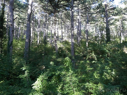 На лошади по окрестностям Ялты