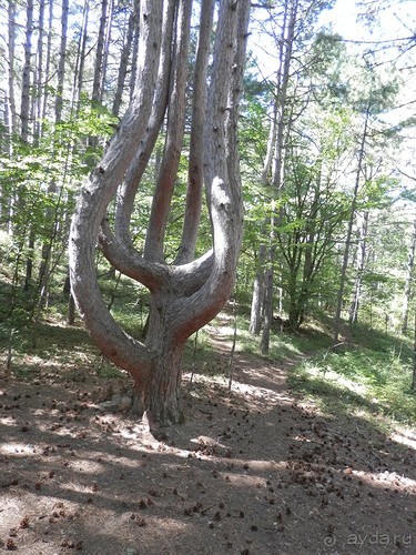 На лошади по окрестностям Ялты