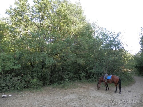 На лошади по окрестностям Ялты