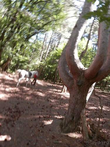 На лошади по окрестностям Ялты