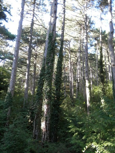 На лошади по окрестностям Ялты