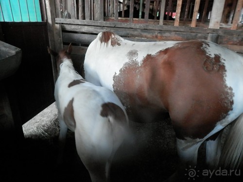 На лошади по окрестностям Ялты