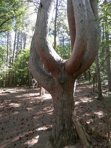 На лошади по окрестностям Ялты