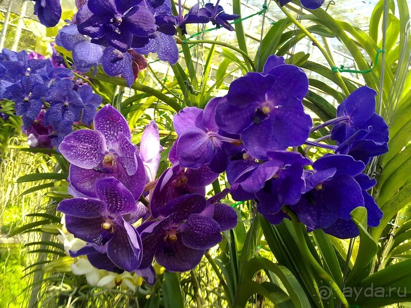 Таиланд, день шестой и дальше - море. Отдыхаем дальше...