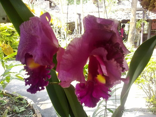 Таиланд, день шестой и дальше - море. Отдыхаем дальше...