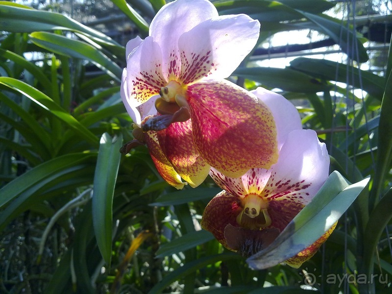 Таиланд, день шестой и дальше - море. Отдыхаем дальше...