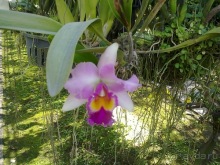 Таиланд, день шестой и дальше - море. Отдыхаем дальше...