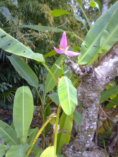 Таиланд, день шестой и дальше - море. Отдыхаем дальше...