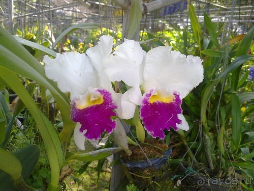 Таиланд, день шестой и дальше - море. Отдыхаем дальше...