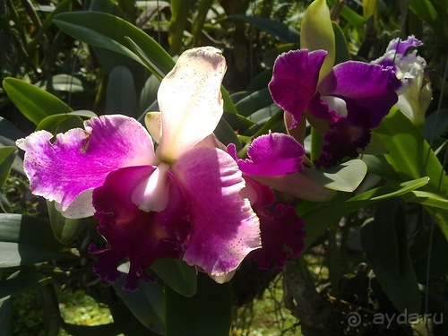 Таиланд, день шестой и дальше - море. Отдыхаем дальше...