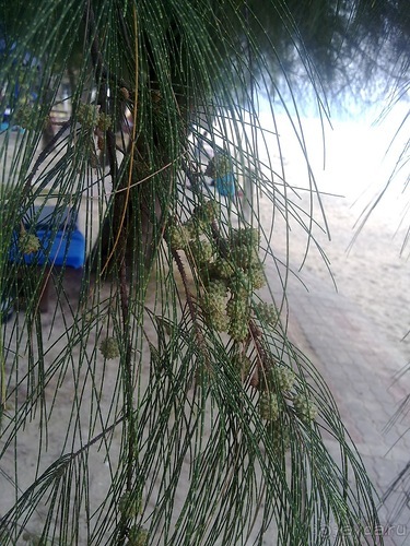 Таиланд, день шестой и дальше - море. Отдыхаем дальше...