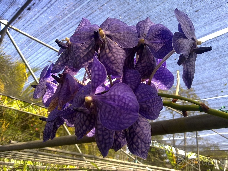 Таиланд, день шестой и дальше - море. Отдыхаем дальше...