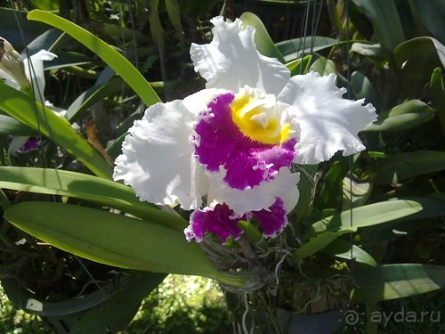 Таиланд, день шестой и дальше - море. Отдыхаем дальше...