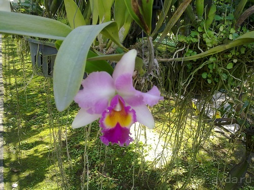 Таиланд, день шестой и дальше - море. Отдыхаем дальше...