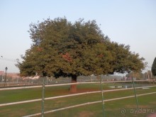 Дели (поездка в Индию по Золотому треугольнику)