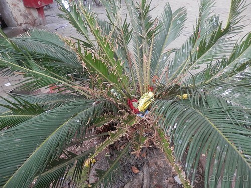 Дели (поездка в Индию по Золотому треугольнику)