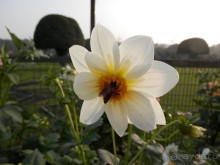 Дели (поездка в Индию по Золотому треугольнику)