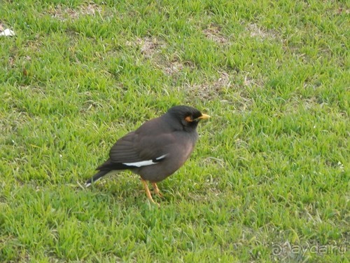 Дели (поездка в Индию по Золотому треугольнику)