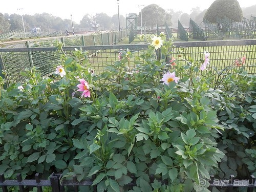 Дели (поездка в Индию по Золотому треугольнику)