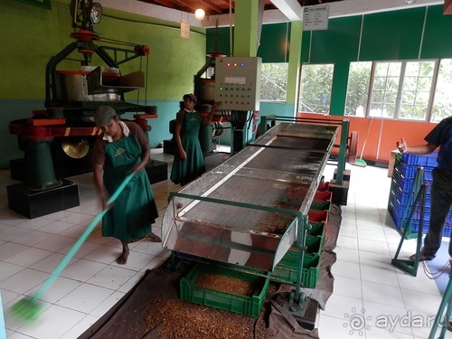 Шри-Ланка - как делают чай